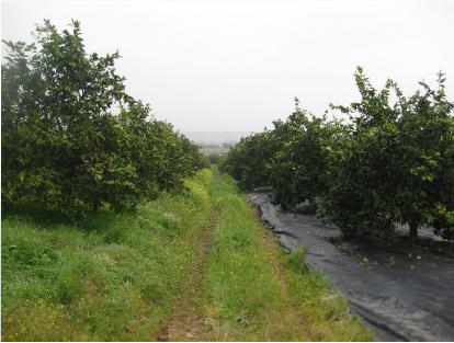 citricos.JPG