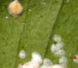 citricos-piojo-blanco.jpg