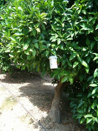 citricos_ceratitis_mosquero_2.jpg