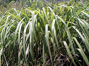 citronella.jpg
