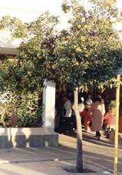 citrus-aurantium-amara.jpg