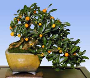 citrus-bonsai-1.jpg