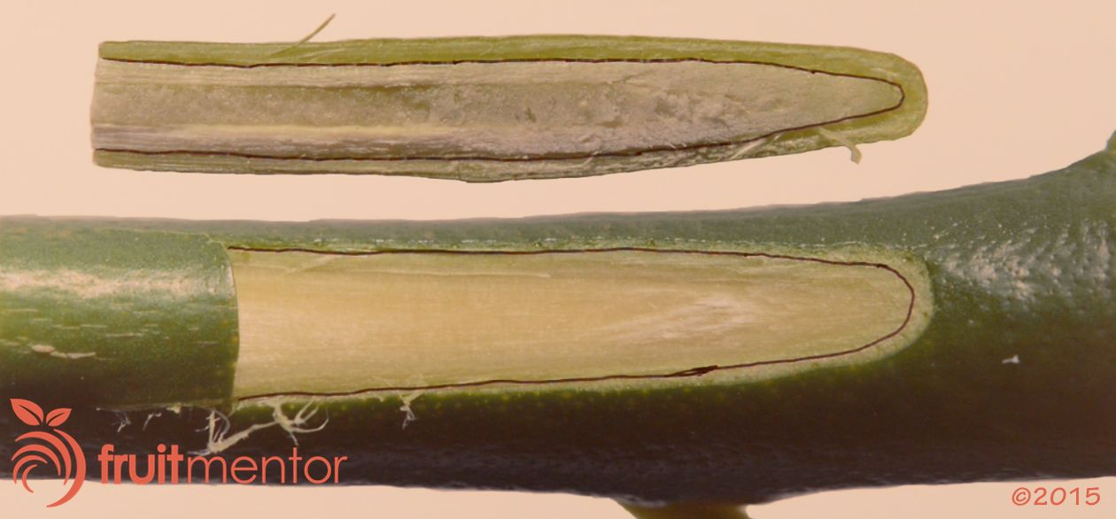 citrus-bud-cambium.jpg