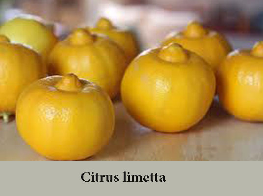 citrus+limetta.jpg
