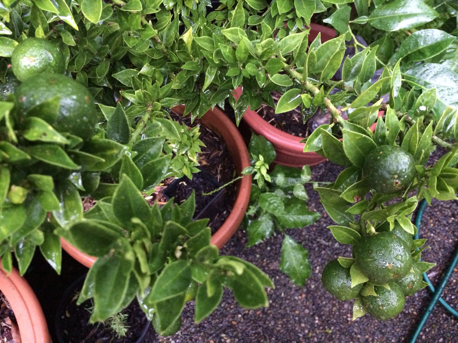 citrus-myrtifolia-chinotto-10726.jpe