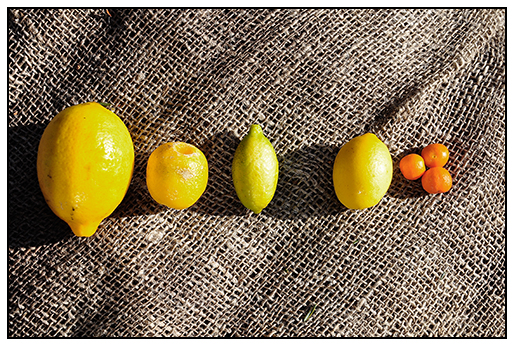 citrus1.jpg