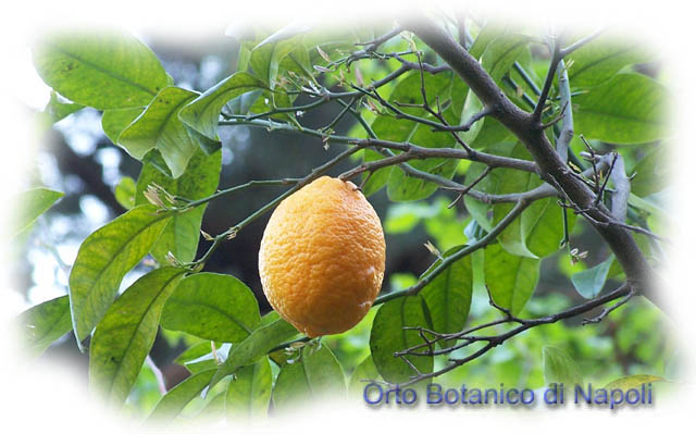 citrus_volkameriana.jpg