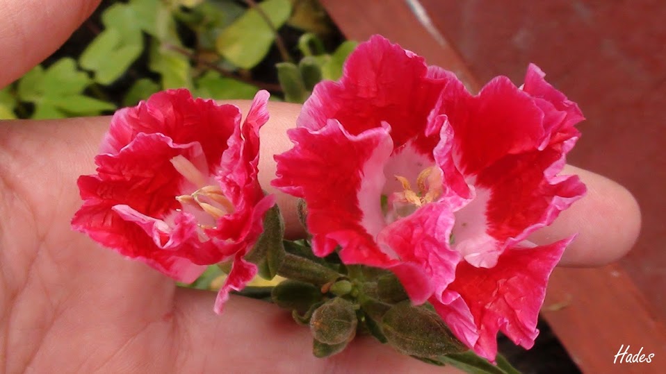 clarkia.jpg
