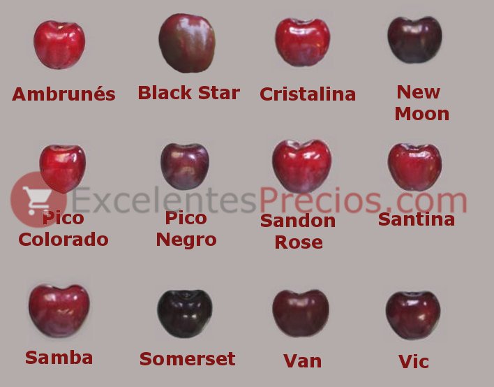 clases-cereza-picota.jpg
