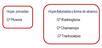 clasificacic3b3n-generos-palmeras.jpg