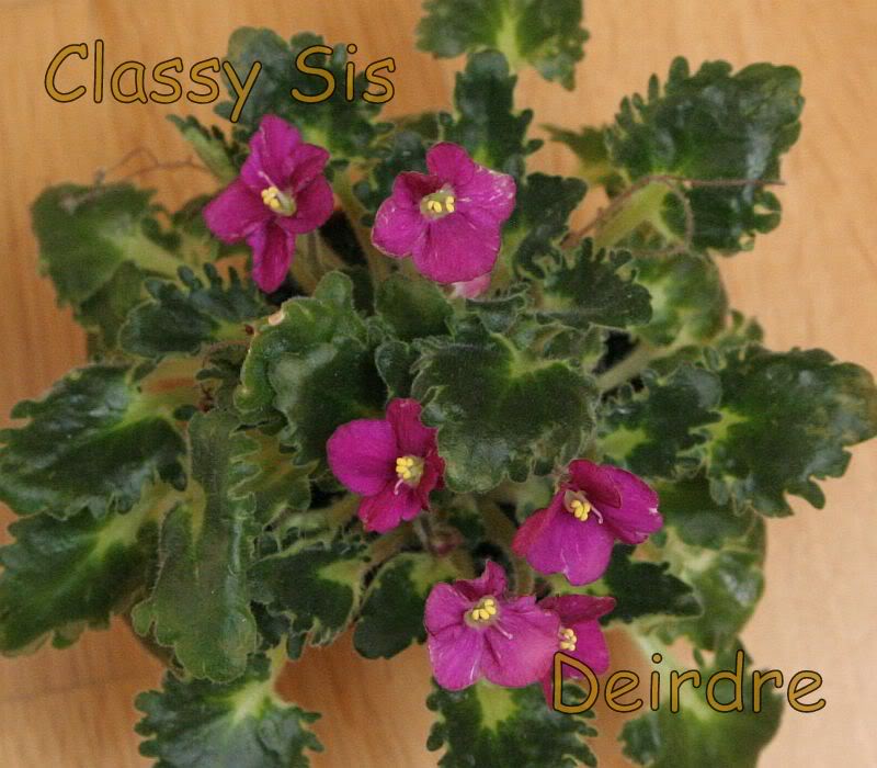 ClassySis06.jpg
