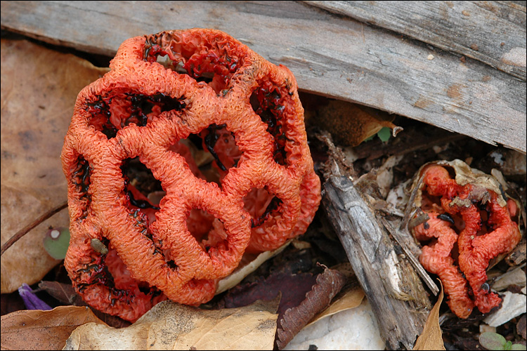 Clathrus_ruber.jpg