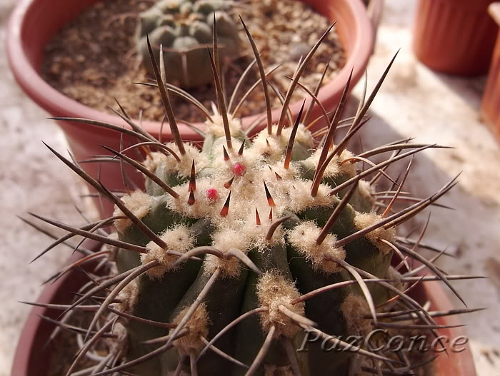 clavata.jpg