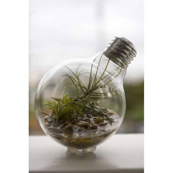 clavel-aire-planta-que-no-necesita-tierra-07.jpg