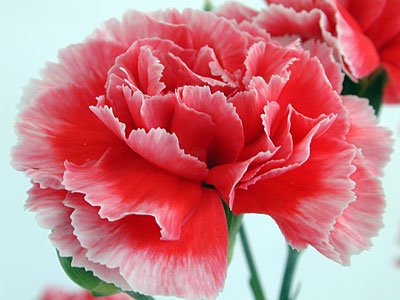 Clavel.jpg