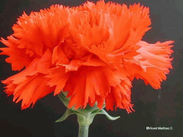clavel.jpg