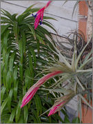 clavel.jpg
