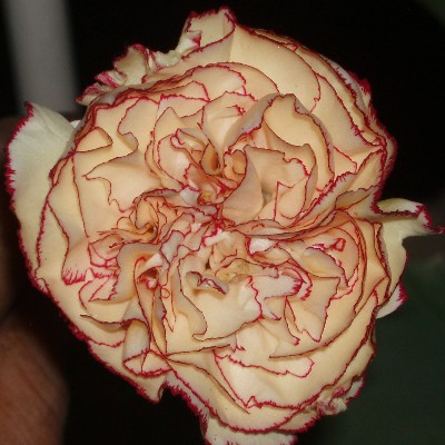 clavel.JPG