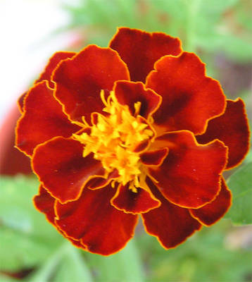 clavel.jpg