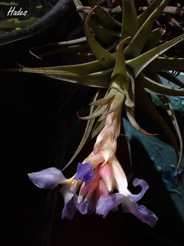 clavelaire+flor.jpg