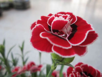 clavelbicolor.jpg