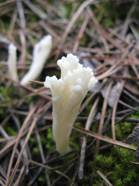 clavulina+rugosa+2.JPG