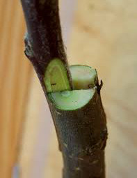 Cleft-1.jpg