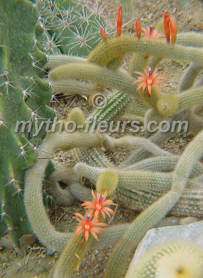 cleistocactus%20aureispinus_auteuil.jpg