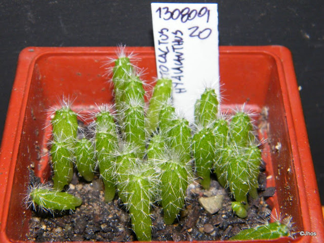 Cleistocactus%20Hyalacanthus%20020%2020091126.jpg