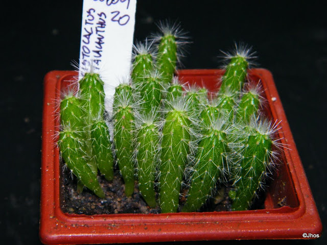 Cleistocactus%20Hyalacanthus%20020%2020100111.jpg