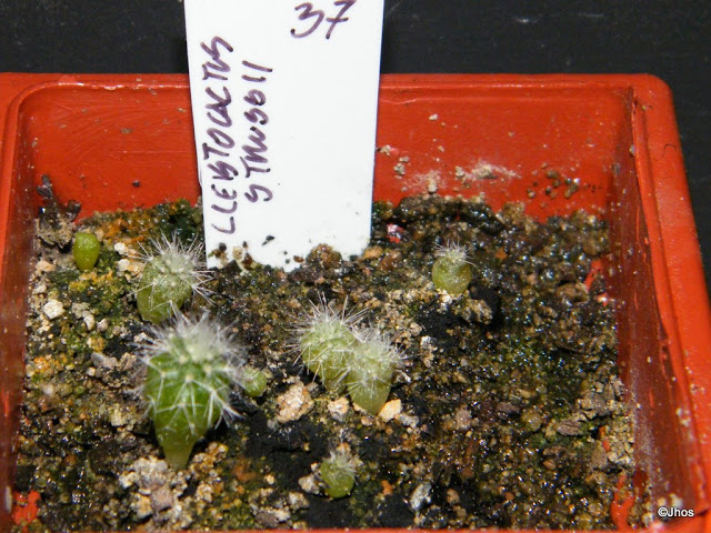 Cleistocactus%20Strussii%20037%2020091126.jpg