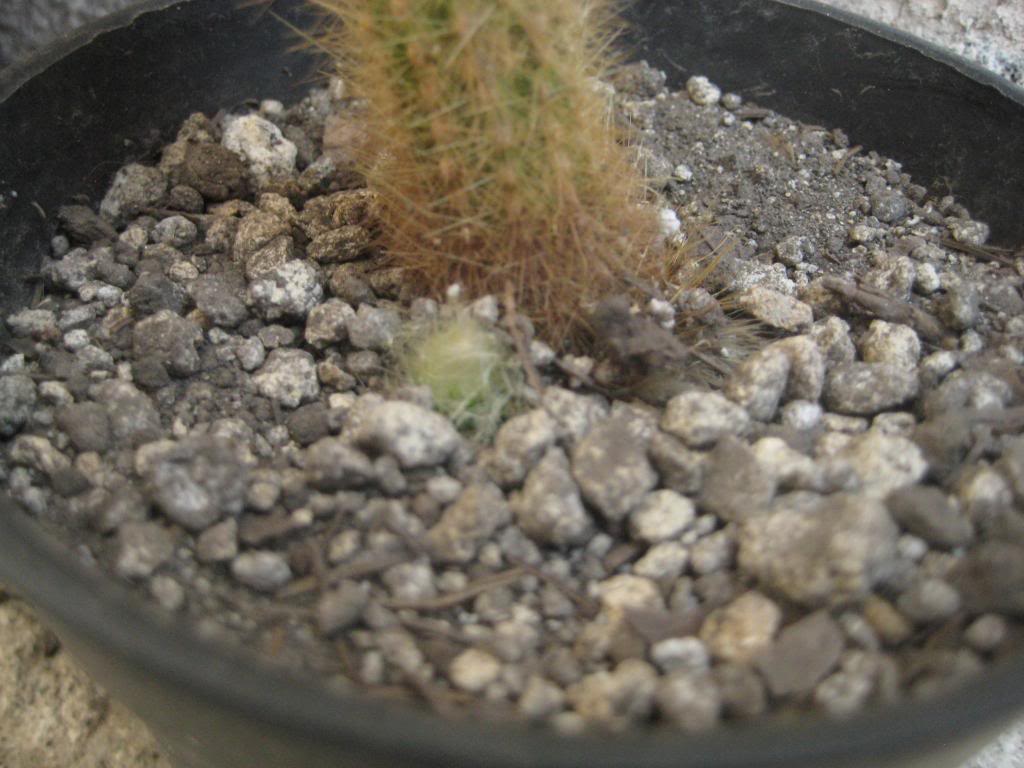 Cleistocactus.jpg