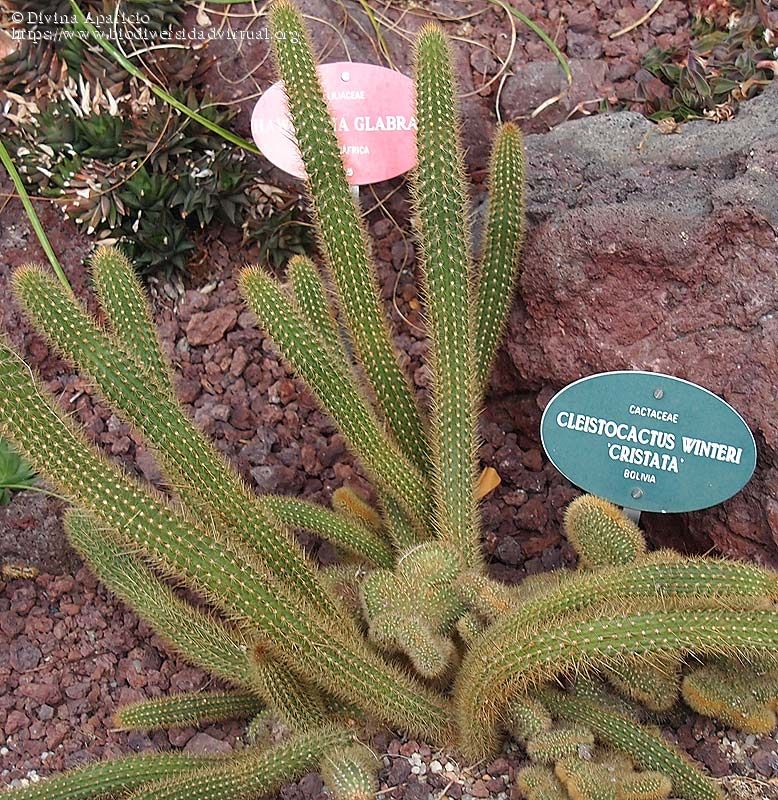 Cleistocactus-winteri-Cristata-1-2-266453.jpg
