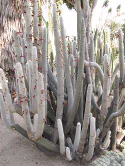 Cleistocactus_strausii3.jpg