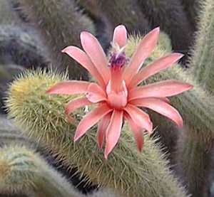 Cleistocactus_winteri3.jpg