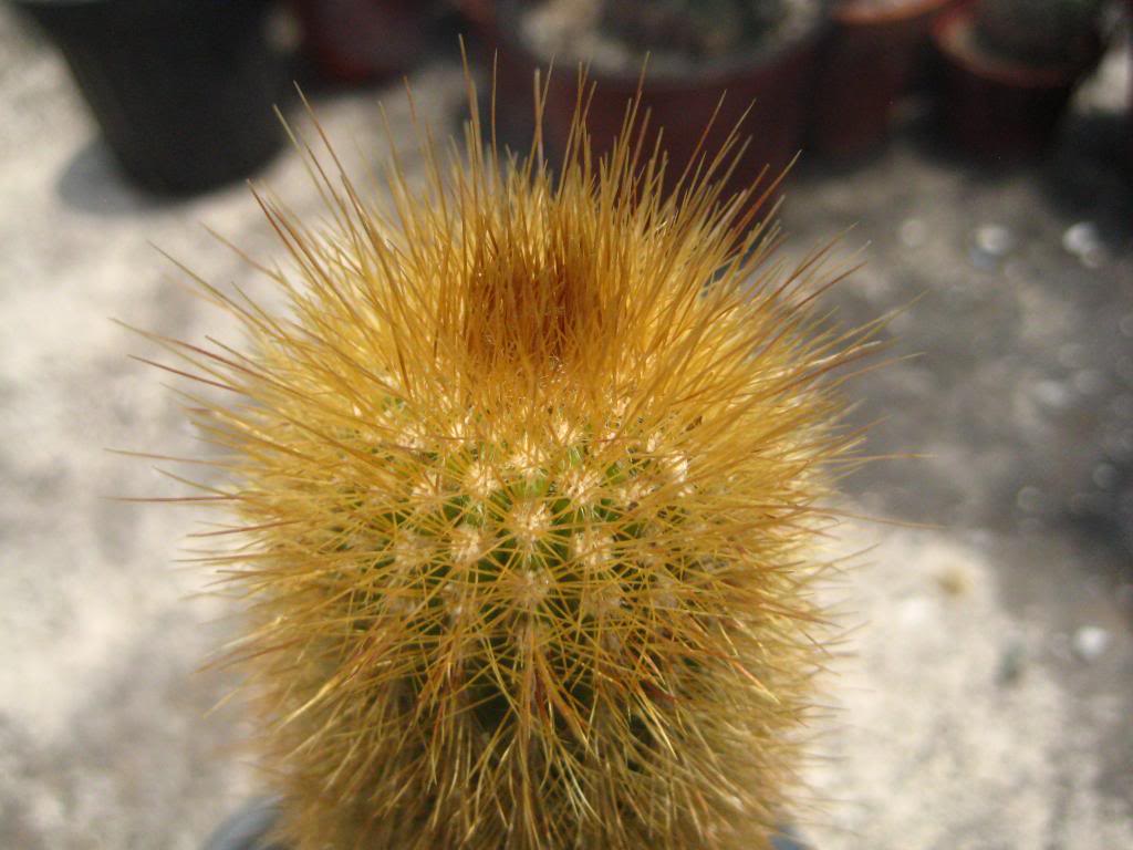 Cleistocactusstraussi5.jpg