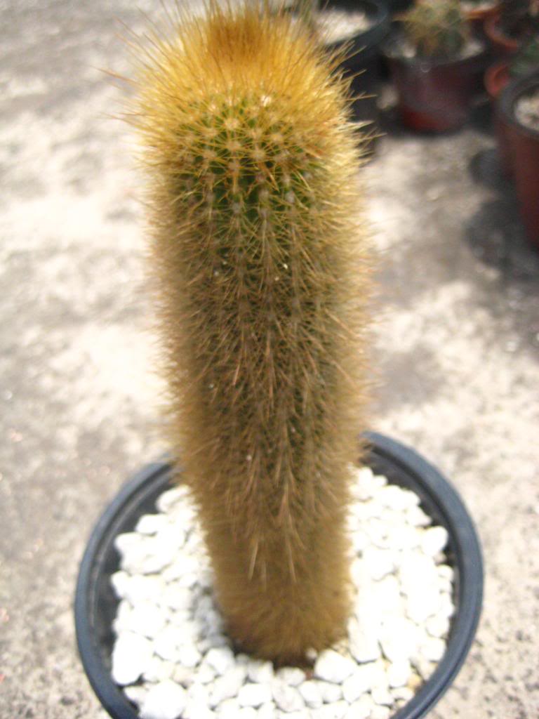 Cleistocactusstraussi6.jpg