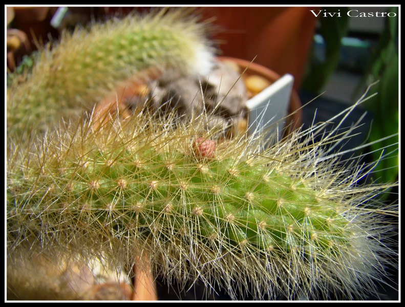Cleistocactuswintericolademono.jpg