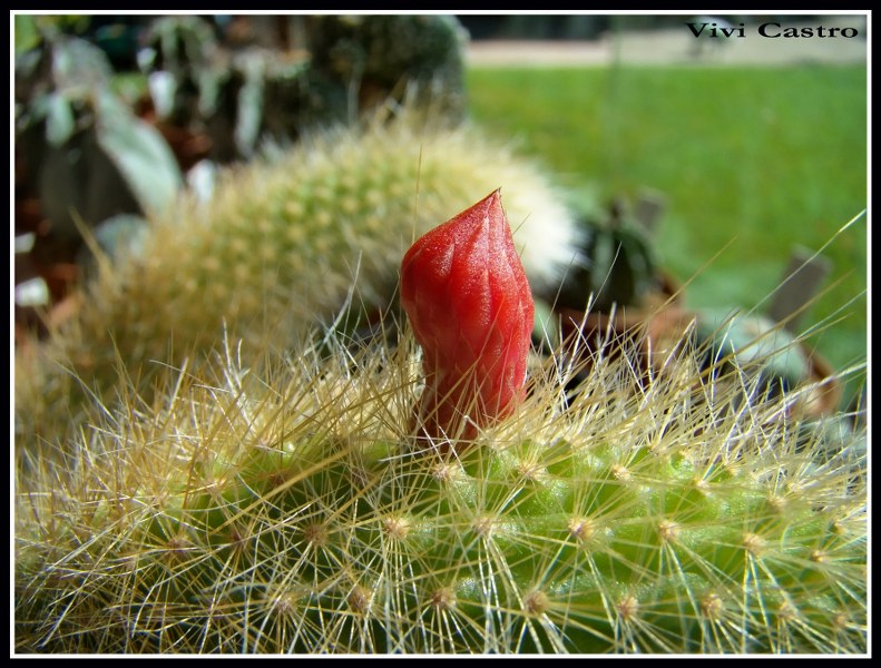 Cleistocactuswintericolademono11.jpg