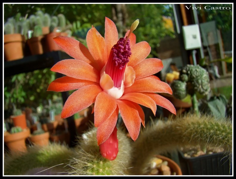 Cleistocactuswintericolademono2-1.jpg