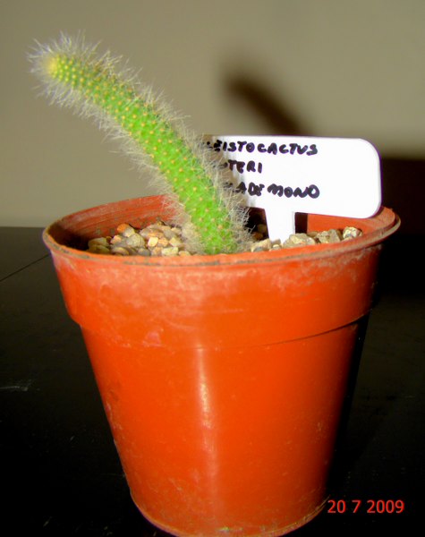 Cleistocactuswintericolademonorecinllegada.jpg