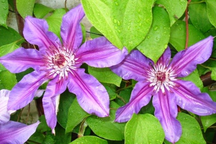 clematide%2Bomar4.jpg