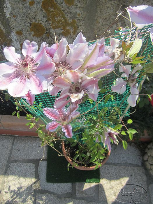 clematide+nelly+moser+floracion+2012+(1).jpg
