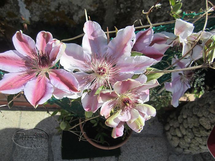 clematide+nelly+moser+floracion+2012.jpg