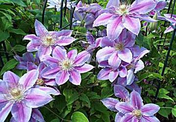 clematis-1.jpg