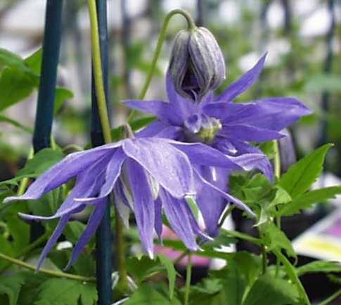 clematis%20macropetala%20maidwell%20hall.jpg