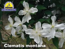 Clematis%20montana%20Blanca%20det3%20copia.jpg