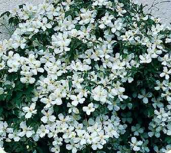 clematis%20montana%20grandiflora.jpg