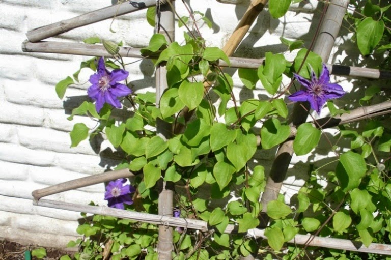 CLEMATIS%2BOMAR.JPG