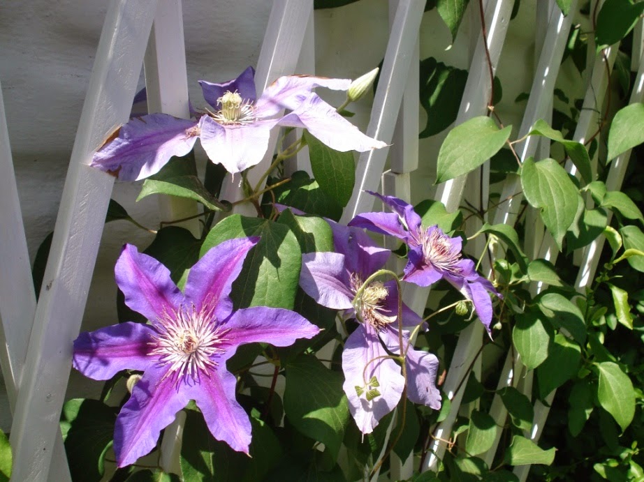 CLEMATIS%2BOMAR2.JPG